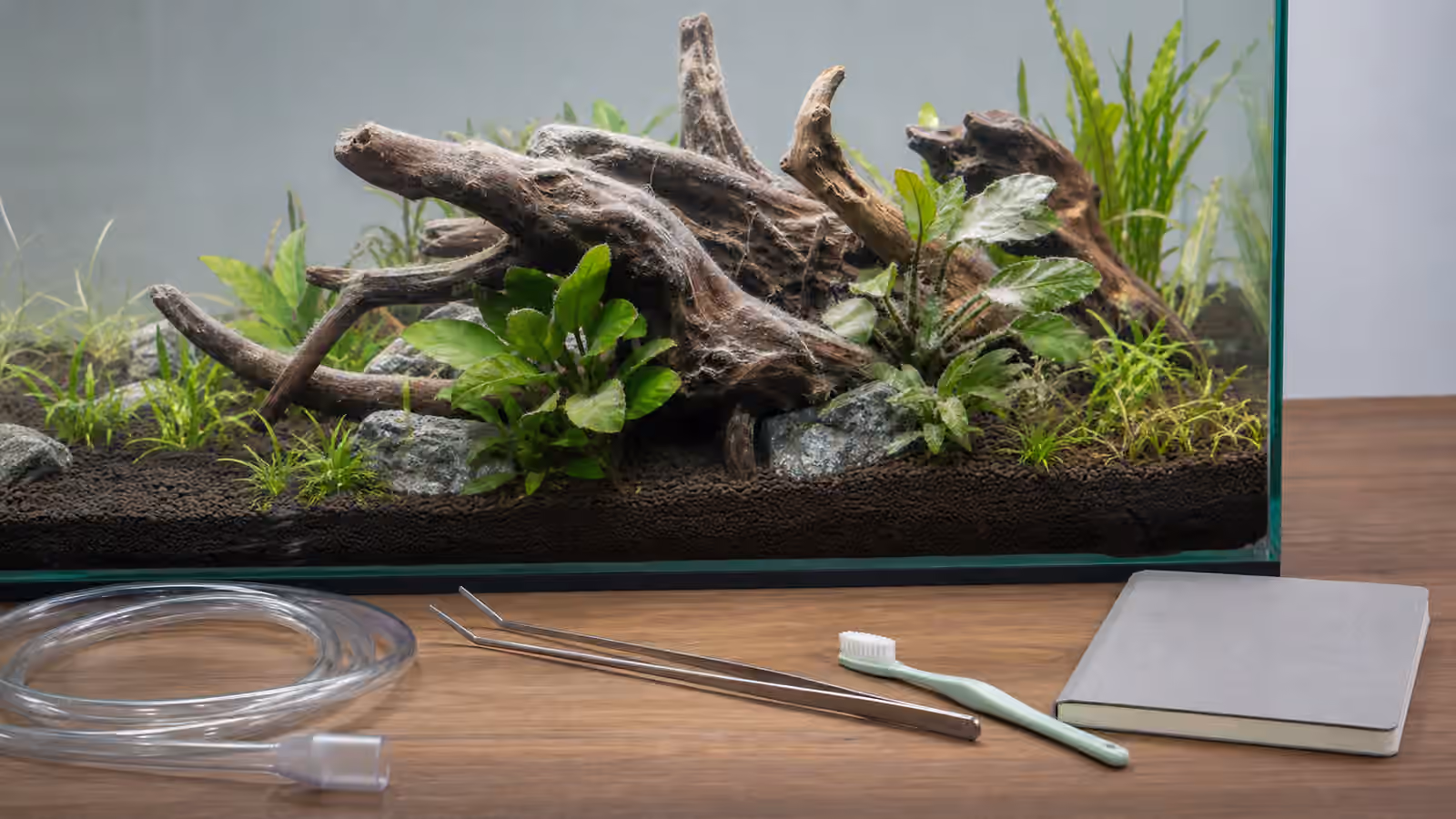 New aquarium driftwood with light biofilm near plants, tweezers, siphon hose, and a soft brush.