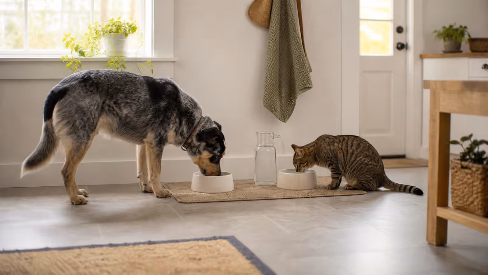 A dog and cat drinking from separate water bowls in a tidy home entry with a refill pitcher nearby.
